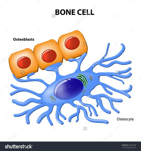 Osteocyte clipart 20 free Cliparts | Download images on Clipground 2024