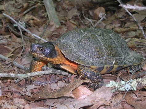 Species Spotlight: Wood Turtles | Friends of Blackwater