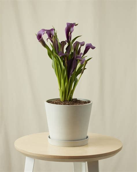 Calla Lily 101: How to Care for Calla Lillies | Bloomscape