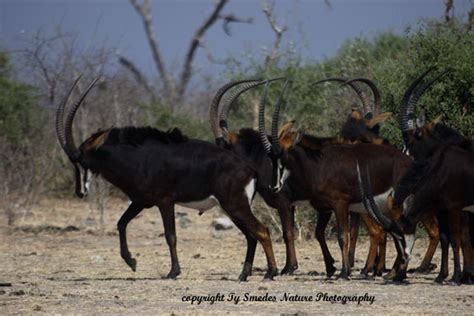 Black Sable Antelope (Bachelor group), Chobe National Park, Botswana