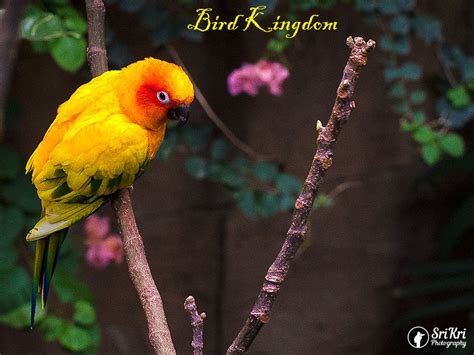 Bird Kingdom @ Niagara Falls - Canada | Travel Enthusiasts