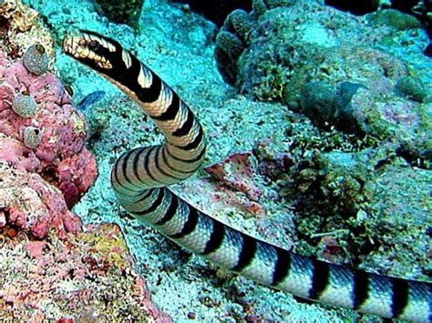 Deadly Belcher Sea Snake: The World's Most Venomous Snake