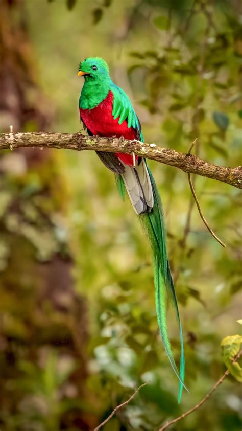 750x1334 Resplendent Quetzal Bird 4k iPhone 6, iPhone 6S, iPhone 7 HD ...