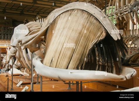 Baleen whale skeleton hi-res stock photography and images - Alamy