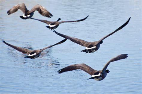 Flock of Geese Taking Off from Water Stock Photo - Image of bird, wing ...