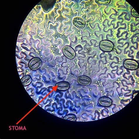 How leaf and stem cuticles work - GardenDrum