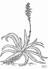 Aloe Coloring Pages  ColoringBay sketch template