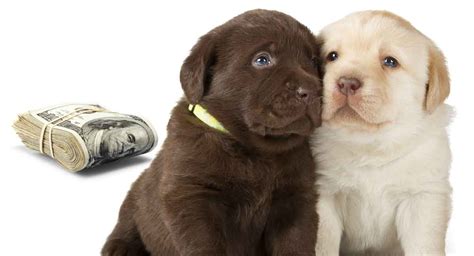 How Much Is A Labrador Retriever Puppy Cost