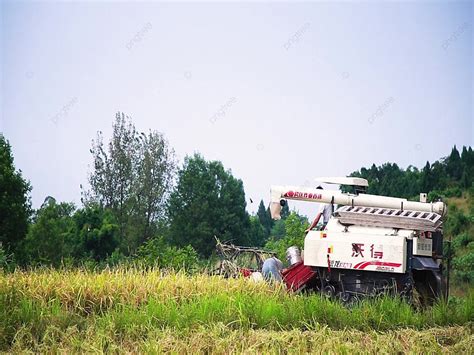 Birds Flying In The Sky Background, Fields, Rural Bird, Hd Background Image for Free Download