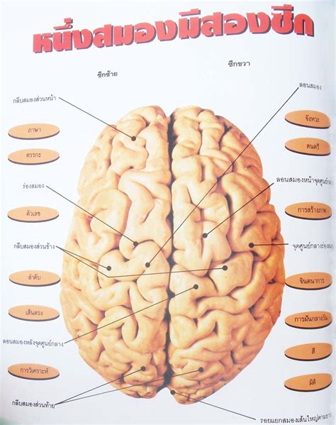 Thai Knows: ส่วนประกอบของสมอง