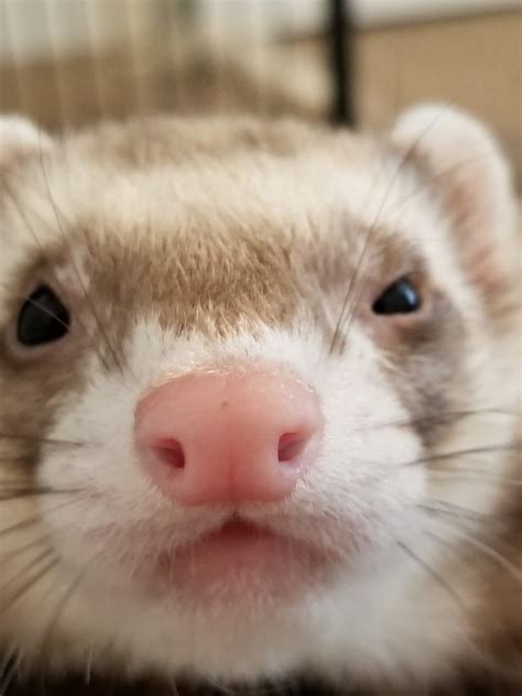 21 Cute Ferret Photos That Will Make You Smile – The Modern Ferret