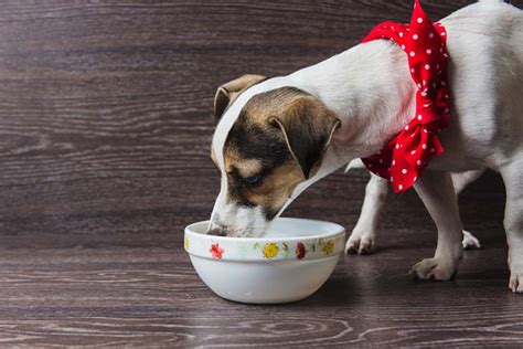 10 Best Novel Protein Dog Foods (and Treats) for Allergic Dogs in 2020