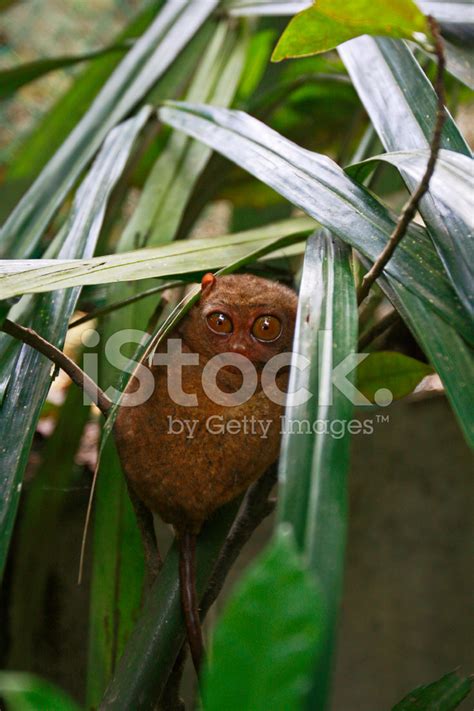 Tarsier Monkey Stock Photo | Royalty-Free | FreeImages