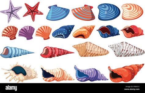 Different types of seashells on white background illustration Stock ...