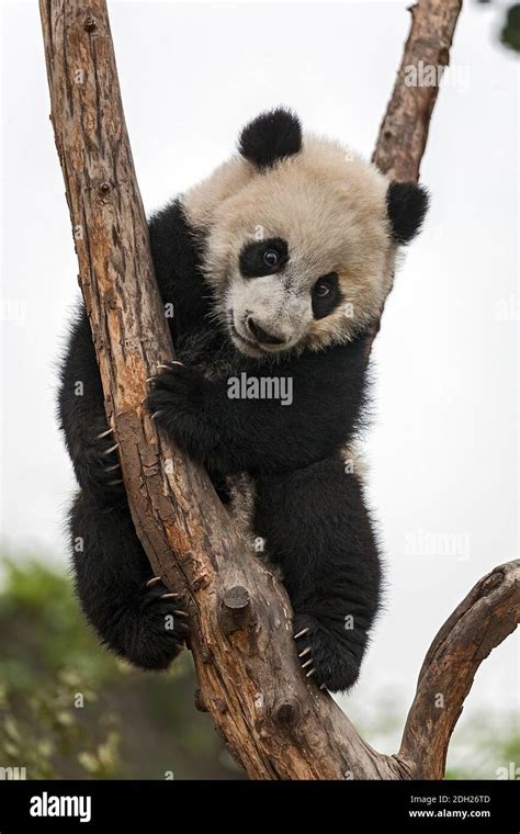 Giant Baby Panda Climbing on a Tree Stock Photo - Alamy