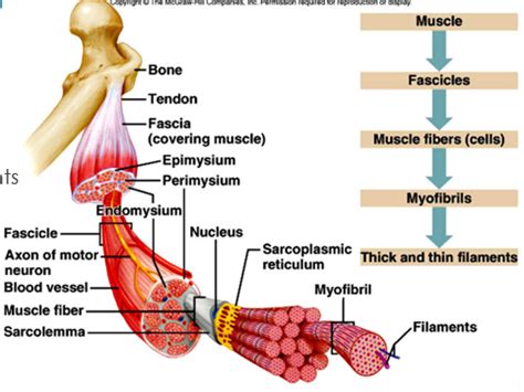 Muscle Layers Diagram | Quizlet