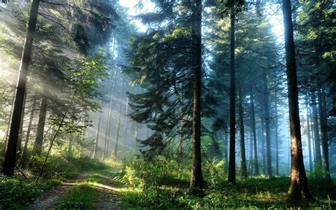 Evergreen Forest Wallpapers - Top Free Evergreen Forest Backgrounds ...