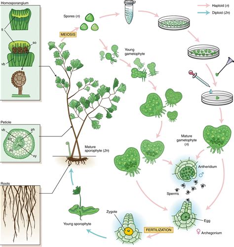 Two fern genome papers (Nature Plants) | Plantae