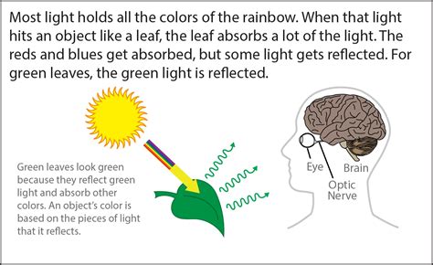 Biology Reading Flashcards - Seeing Color | Ask A Biologist