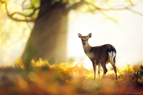 Deer Photography 30