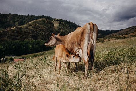 View "Baby Calf Drinking Milk From Mother Cow" by Stocksy Contributor ...