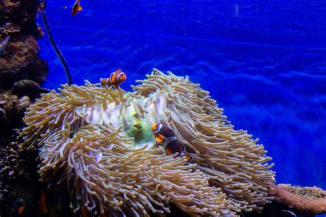 Beautiful Clownfish in a Large Aquarium Stock Photo - Image of swim, tropical: 254580602