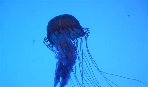 Box Jellyfish Hawaii: 5 Things To Know Before You Enter the Water | Hawaii Aloha Travel