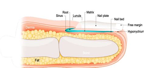 What is a Nail Bed? Learn more about Toe Nail Health - Shuman Podiatry