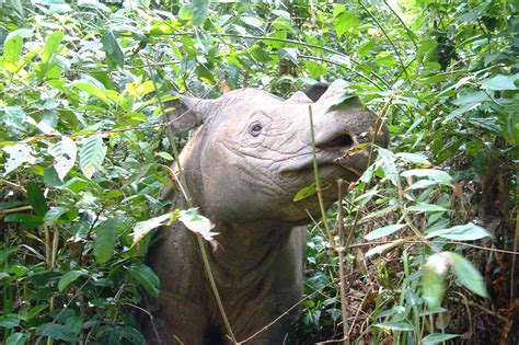 Last Sumatran Rhino in Malaysia dies | News | Save the Rhino