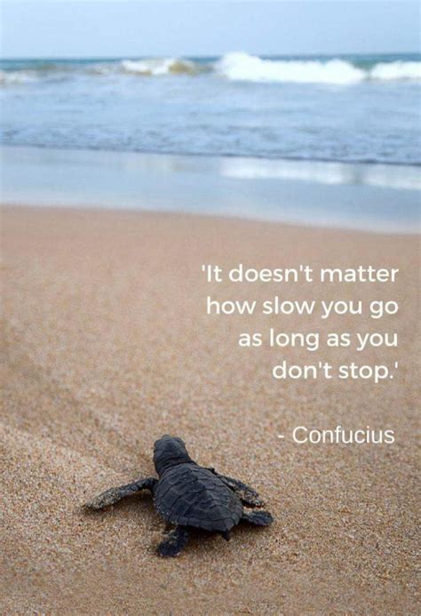 Sea Turtle Quotes - ShortQuotes.cc