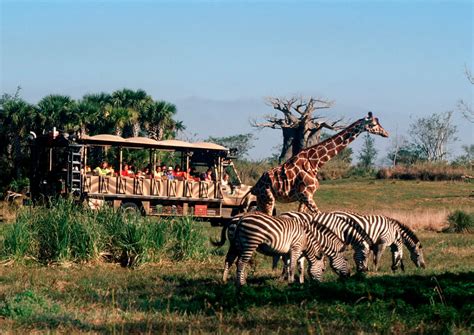 Details revealed for after dark Kilimanjaro Safaris at Disney's Animal Kingdom - Inside the Magic