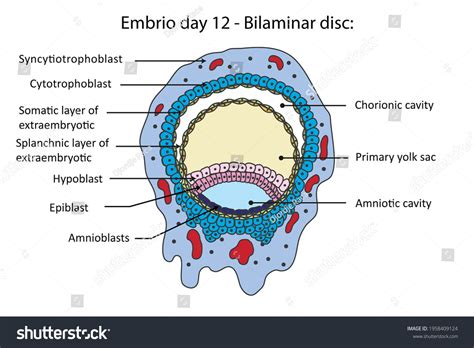 Epiblastic Images, Stock Photos & Vectors | Shutterstock