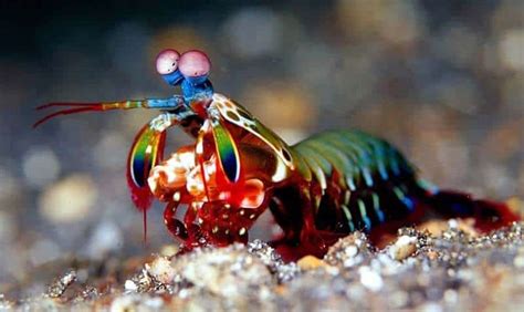 Creature Feature: Peacock Mantis Shrimp - Pigeon Key