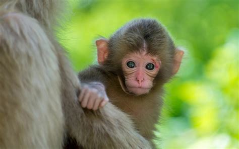 Download Baby Animal Cute Primate Animal Monkey HD Wallpaper