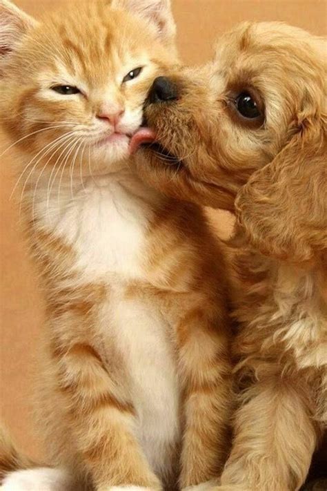 20 best Cute Kittens and Puppies together! images on Pinterest | Fluffy pets, Baby puppies and ...