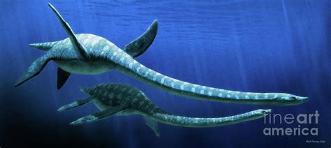 Elasmosaurus Marine Reptile Photograph by Jaime Chirinos/science Photo ...