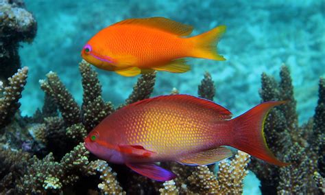 Lyretail Orange Female Anthias - Singapore Reef Club - Marine Reef ...