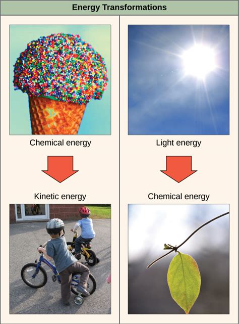 2.2 Energy | Environmental Biology