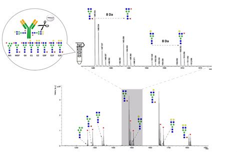 Glycan Quantification Service - Creative Proteomics