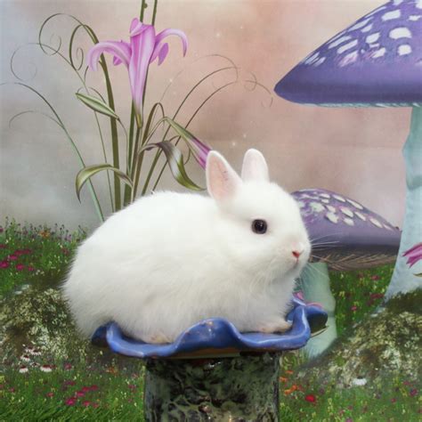 Netherland Dwarf rabbit Rabbits For Sale | Natick, MA #273056