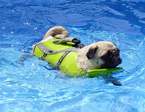 26 best PUGS SWIMMING PUG images on Pinterest