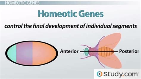 Hox Genes Mutation & Function | What Are Hox Genes? - Video & Lesson Transcript | Study.com