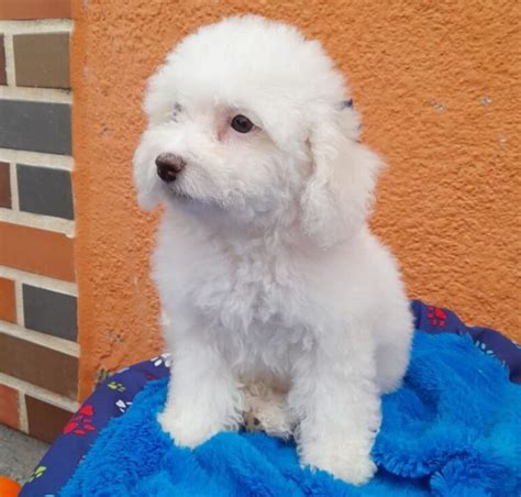 French Poodle mini - Criadero Pets Medellín