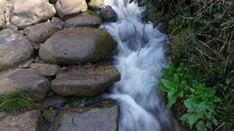 Rushing Brook in the Forest Stream with Rocks, Moss, Leaves, and Trees ...