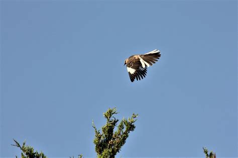 Mockingbird In Flight Free Stock Photo - Public Domain Pictures