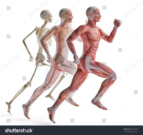 Anatomy Runner Stock Illustration 290143442 | Shutterstock