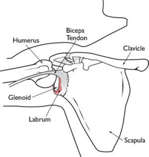 Posterior Labral tears and SLAP tears - Adam Watson Orthopaedic Surgeon