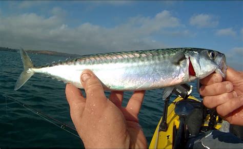 Mackerel Jig How to Pick and How to Fishing the Fish - Horse Mackerel ...