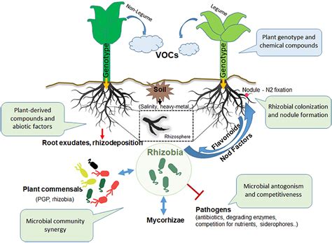 Frontiers | The Rhizosphere Talk Show: The Rhizobia on Stage