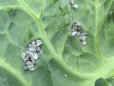 Cabbage Aphids – Control | Walter Reeves: The Georgia Gardener